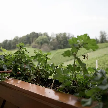 Obst- Und Weinbauernhof Bernhard *
