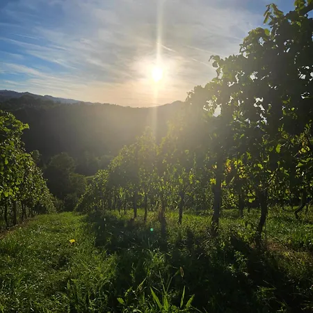 ベッド・アンド・ブレックファスト Obst- Und Weinbauernhof Bernhard ロイトシャッハ